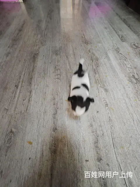 鸡娃娃的图片