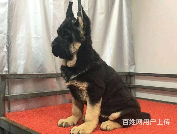 北京德牧犬价格 纯种德牧犬 锤系德牧 签订活体协议