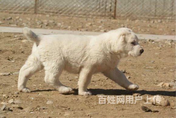 中亚牧羊犬价格 中亚牧羊犬图片哪里有出售中亚牧羊犬的