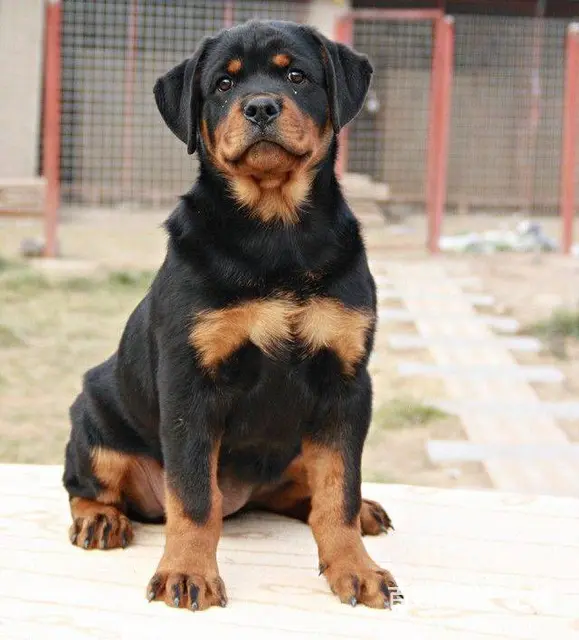精品罗威纳犬,德系幼犬,美系幼犬,多只可挑的图片