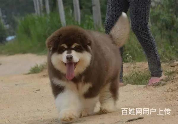 哪里有卖纯种阿拉斯加雪橇犬的 纯种雪橇犬价位高吗的图片