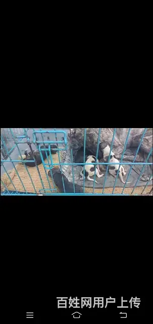 出售猎兔犬的图片