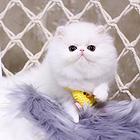 南昌本地哪里有专门卖猫的地方？纯种波斯猫多少钱？