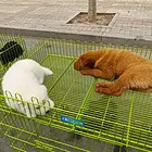 女孩子适合养的宠物