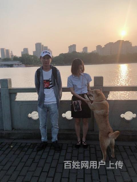 长沙狗狗丢了怎么办?找专业找猫寻狗团队刘伟来帮助