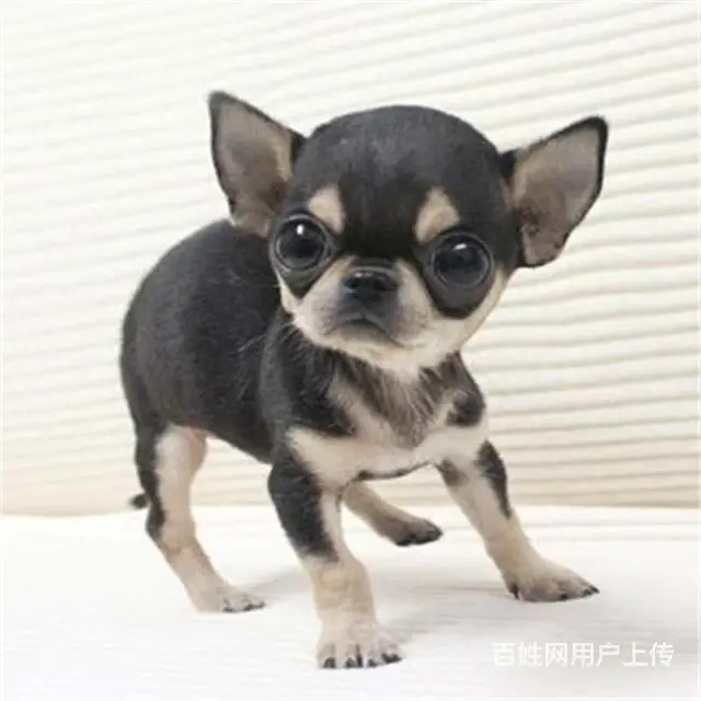 惠州上哪可以看到吉娃娃犬舍，吉娃娃犬舍地址位置的图片