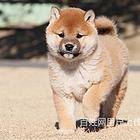 黔西南哈士奇狗场地址哈士奇狗场位置