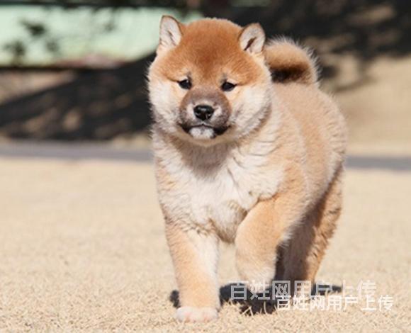阿拉善好看的柴犬哪里有卖血统柴犬多少钱一头的图片