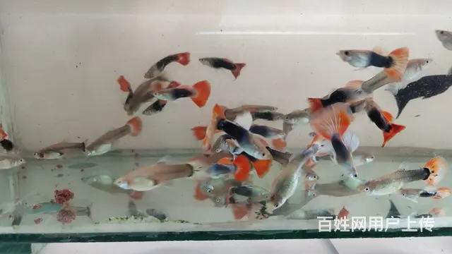 【搞定了！】低价转让自家繁育的经典孔雀鱼火炬热带鱼。的图片