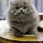 湖北武汉双血统矮脚猫猫舍特惠