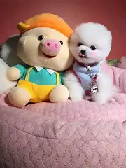 纯种博美犬出售 哈多利纯种玩具大眼睛博美