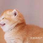 云南曲靖双血统英短金渐层送货上门