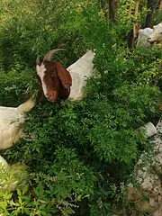 奶羊，山羊，黑羊，