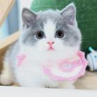 本地哪里有卖曼基康矮脚猫的 矮脚猫多少钱一只