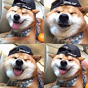 通化柴犬喂养注意事项