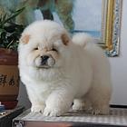 中国最大松狮繁殖基地全国各地均有分基地可上门挑选
