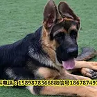 双血统德国牧羊犬-赛级警犬德牧-锤系-保健康包养活