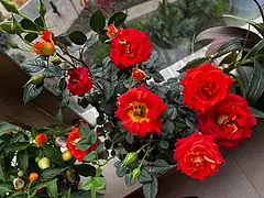 房东直租免佣