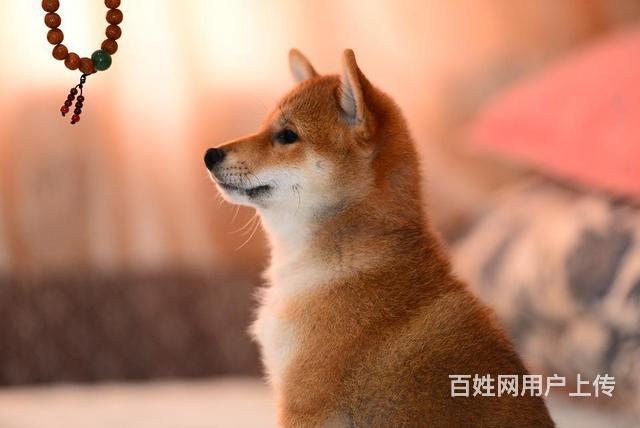 精品日本柴犬赛级犬证书芯片齐全 签订协议保证纯种健