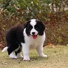 舟山边牧狗场地址 边牧狗场位置