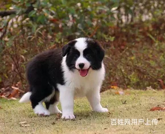 绵阳上哪里买边牧比较好，上哪里可以买到边牧的图片