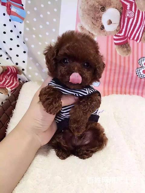 珠海【泰迪犬舍】地址纯种泰迪到底多少钱一只的图片