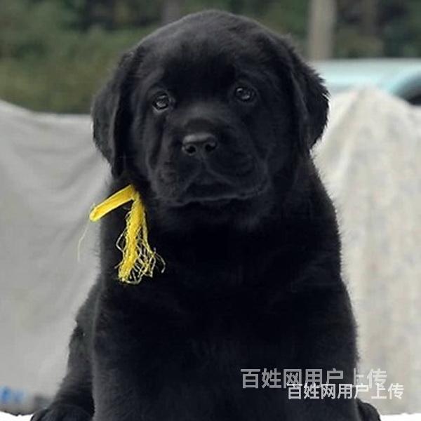 迪庆正规拉布拉多基地正规养殖拉布拉多的图片