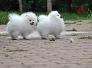 博美价钱 纯种博美多少钱 博美图片
