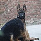 精品德国牧羊犬、黑神、千万等名犬血系、可视频