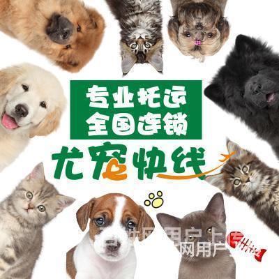 榆林宠物托运猫狗空运陆运邮寄收费查询