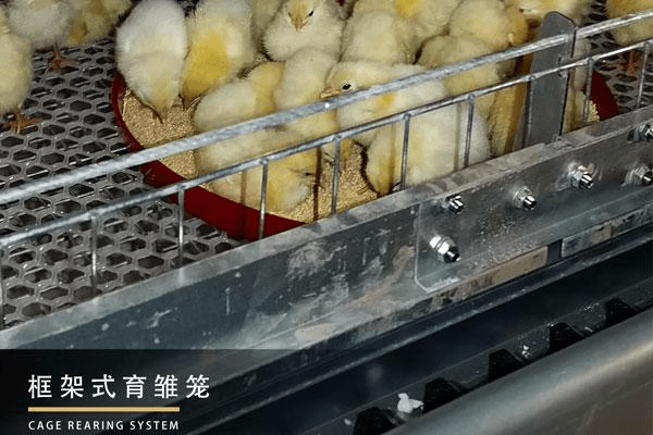 框架式育雏笼