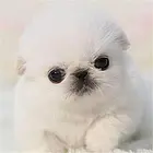 邢台【十年老店】常年繁殖优质血统京巴幼犬