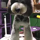 长治买巨贵去哪家店靠谱 靠谱巨贵卖家