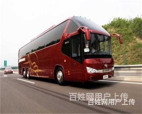 湛江宠物托运（猫狗）全国连锁（宠物活体运输新*闻）的图片