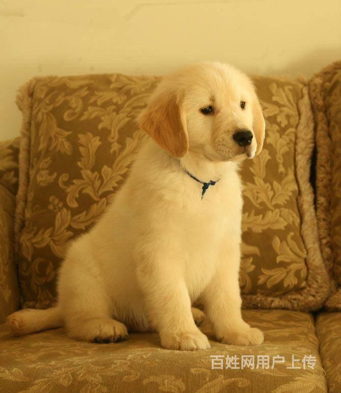 美系金毛多少钱一只 金毛犬舍 金毛体重多少