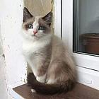 曲靖纯种布偶猫猫舍 正规猫舍家庭式繁育
