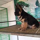 纯血统德国牧羊犬 骨架粗品相好