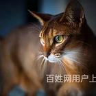 河南开封纯种阿比幼猫多少钱