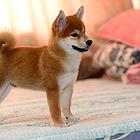 赤红色铁包金柴犬 高贵日系小柴 带血统带证书