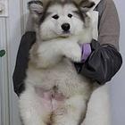 出售阿拉斯加幼犬 阿拉斯加喂养 阿拉斯加训练方法