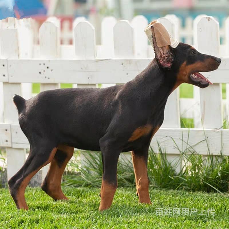 本地精品双血统杜宾幼犬断尾裁耳杜宾完美身材