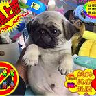 专业繁殖精品巴哥犬 疫苗齐全 保纯保健康 签协议