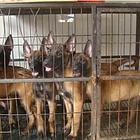 白山卖马犬的基地 哪里有马犬交易市场
