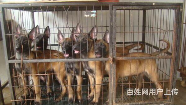 玉溪 近马犬养殖场- 近马犬养殖场批发价格的图片