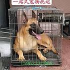 韶山宠物托运{猫狗长途搬家}活体快速邮寄安全高效全国连锁