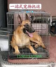南宁宠物托运{猫狗长途搬家}活体快速邮寄安全高效全国连锁