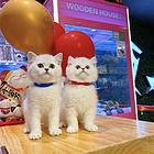 嘉兴本地哪里有靠谱的猫舍？美国短毛猫哪里卖？
