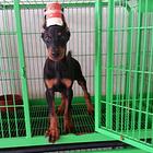 朝阳【*推荐】杜宾犬舍‖杜宾养殖场