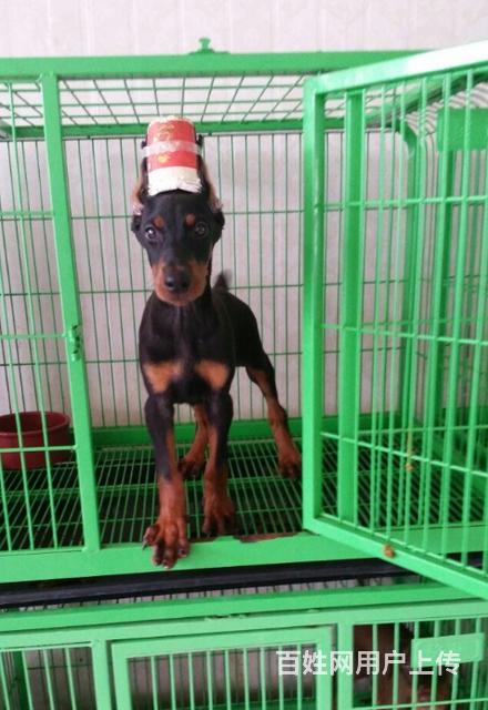朝阳正规杜宾犬舍地点联系方式的图片