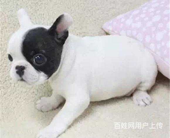 丽水哪有繁殖法斗幼犬的，法斗幼犬多少钱一只的图片
